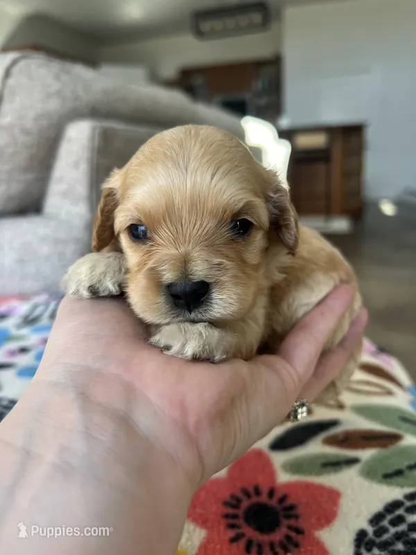 Male 1 – Cavapoo puppy for sale in Belding, MI