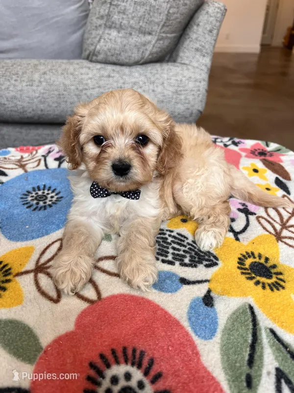 Male 1 – Cavapoo puppy for sale in Belding, MI