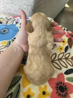 Male 1, a male Cavapoo for sale in Belding, MI – Photo 2 of 2