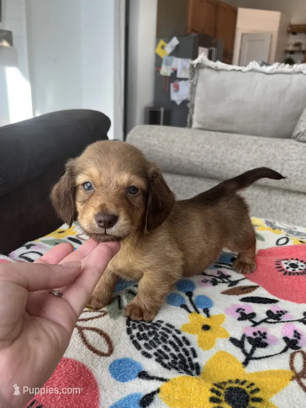 Long Hair Boy – Miniature Dachshund puppy for sale in Belding, MI