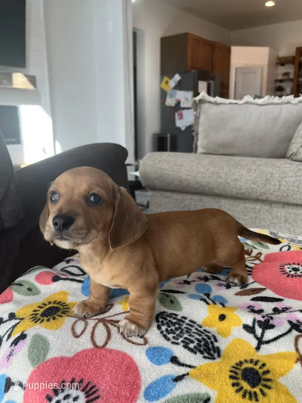 Red Boy – Miniature Dachshund puppy for sale in Belding, MI