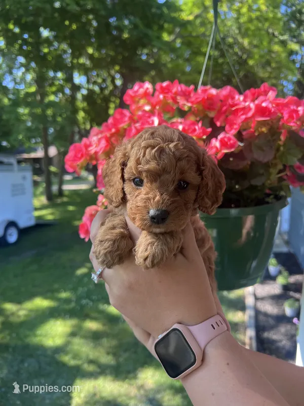 Male 1 – Cavapoo, Poodle - Toy  puppy for sale in Belding, MI