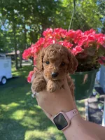 Male 1, a male Cavapoo and Poodle - Toy  for sale in Belding, MI – 1 of 1