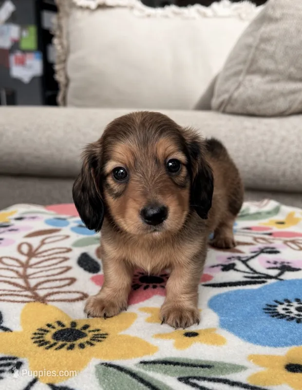 Long Hair Male – Miniature Dachshund puppy for sale in Belding, MI