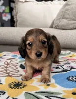 Long Hair Male, a male Miniature Dachshund for sale in Belding, MI – 1 of 2