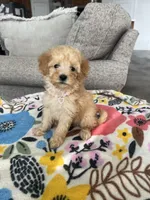 Pink Female, a female Maltipoo and Poodle - Toy  for sale in Belding, MI – 2 of 3