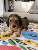 Long Hair Male, a male Miniature Dachshund for sale in Belding, MI – 2 of 2