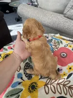 Red Collar Male, a male Maltipoo and Poodle - Toy  for sale in Belding, MI – 3 of 3