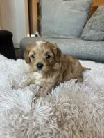 Max, a male Maltipoo for sale in Belding, MI – 2 of 3