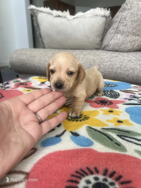 Cream Female – Miniature Dachshund puppy for sale in Belding, MI