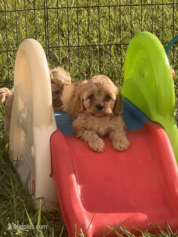 Tessa’s Female – Cavapoo puppy for sale in Belding, MI