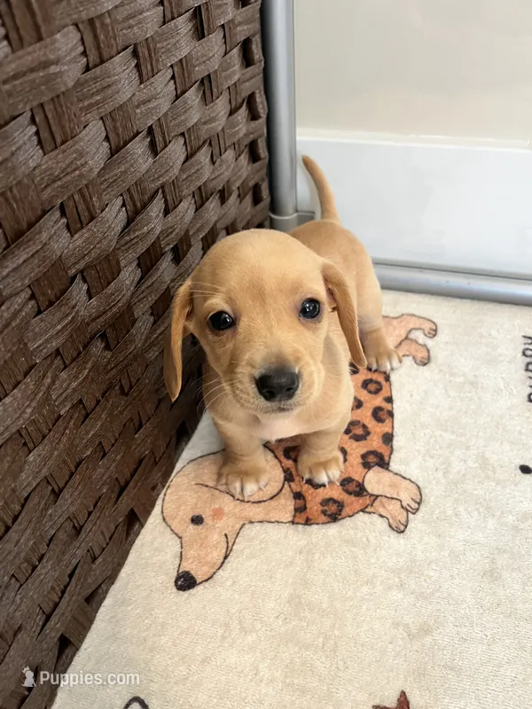 Cream Female – Miniature Dachshund puppy for sale in Belding, MI