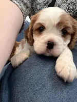 Blenheim Girl, a female Cavalier King Charles Spaniel for sale in Belding, MI – Photo 2 of 5