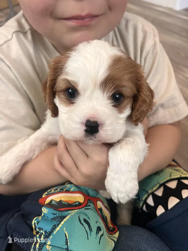 Blenheim Girl – Cavalier King Charles Spaniel puppy for sale in Belding, MI
