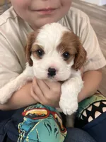 Blenheim Girl, a female Cavalier King Charles Spaniel for sale in Belding, MI – Photo 1 of 5