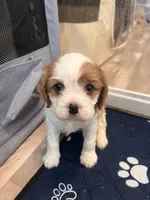 Blenheim Girl, a female Cavalier King Charles Spaniel for sale in Belding, MI – Photo 3 of 5