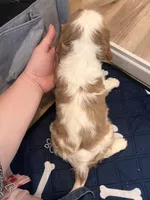 Blenheim Girl, a female Cavalier King Charles Spaniel for sale in Belding, MI – Photo 4 of 5