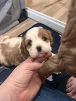 Blenheim Girl, a female Cavalier King Charles Spaniel for sale in Belding, MI – Photo 5 of 5