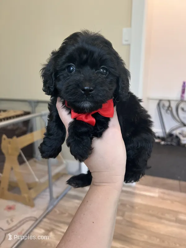 Male 1  – Cavapoo, Poodle - Toy  puppy for sale in Belding, MI