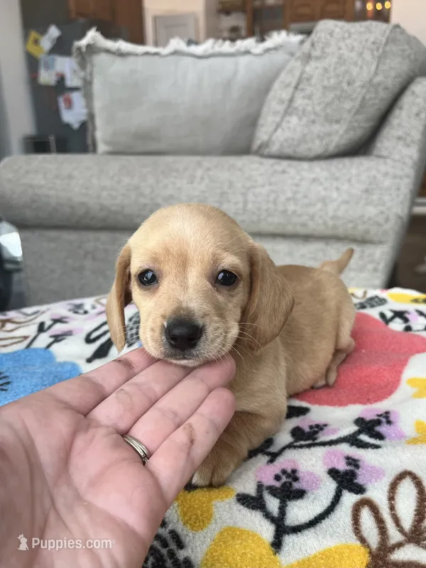 Cream Female – Miniature Dachshund puppy for sale in Belding, MI