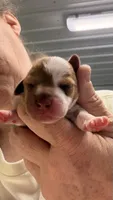Puppy #1, a male Miniature Dachshund for sale in Elk Point, SD – 2 of 2