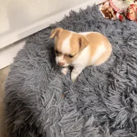 Bruno, a male Chihuahua for sale in Elk Point, SD – 3 of 8