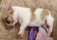 Bruno, a male Chihuahua for sale in Elk Point, SD – 6 of 8