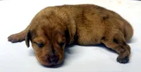 Puppy #2, a female Miniature Dachshund for sale in Elk Point, SD – 2 of 2