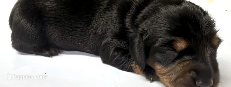 Puppy #3 – Miniature Dachshund puppy for sale in Elk Point, SD