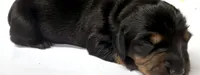 Puppy #3, a female Miniature Dachshund for sale in Elk Point, SD – 1 of 2