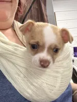 Bruno, a male Chihuahua for sale in Elk Point, SD – 2 of 8