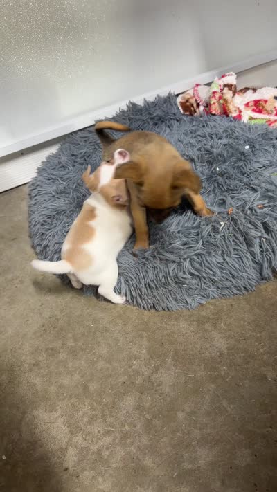 Bruno, a male Chihuahua for sale in Elk Point, SD – 7 of 8