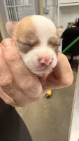 Bruno, a male Chihuahua for sale in Elk Point, SD – 5 of 8
