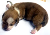 Puppy #1, a male Miniature Dachshund for sale in Elk Point, SD – 1 of 2