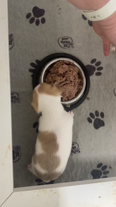 Bruno, a male Chihuahua for sale in Elk Point, SD – 8 of 8