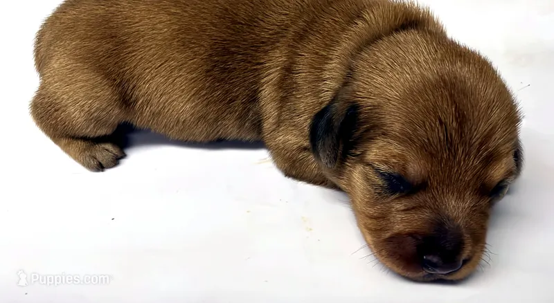 Puppy #4 – Miniature Dachshund puppy for sale in Elk Point, SD