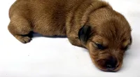 Puppy #4, a male Miniature Dachshund for sale in Elk Point, SD – 1 of 2