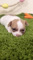 Bruno, a male Chihuahua for sale in Elk Point, SD – 4 of 8