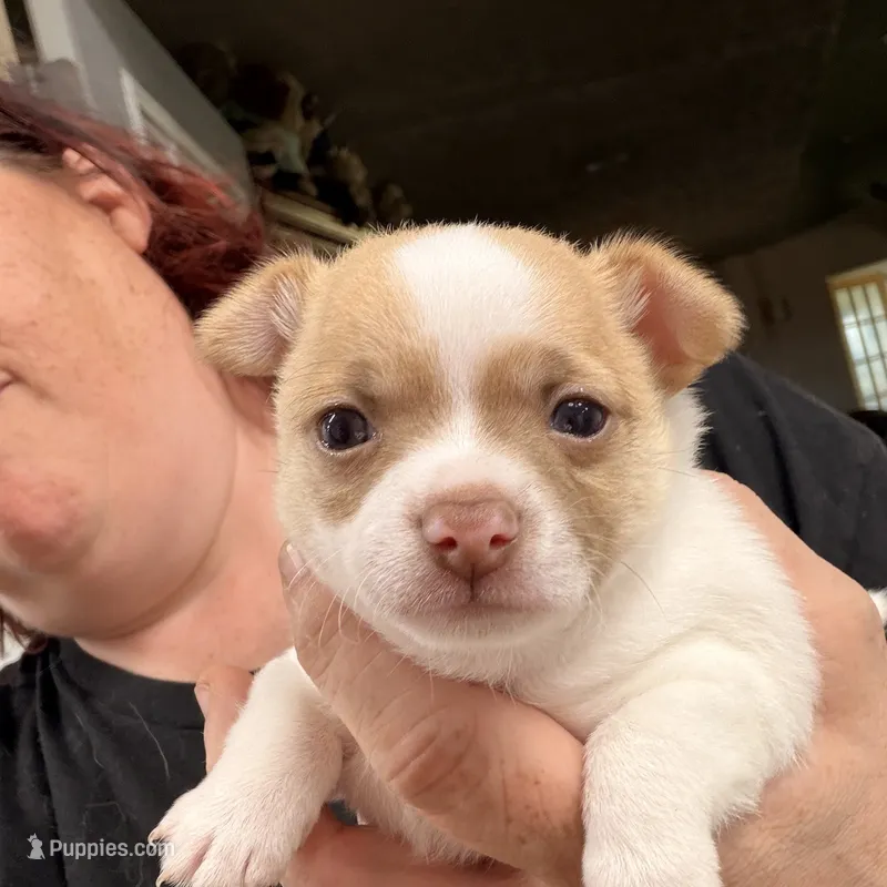 Bruno – Chihuahua puppy for sale in Elk Point, SD