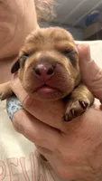 Puppy #4, a male Miniature Dachshund for sale in Elk Point, SD – 2 of 2