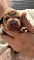 Puppy #2, a female Miniature Dachshund for sale in Elk Point, SD – 1 of 2