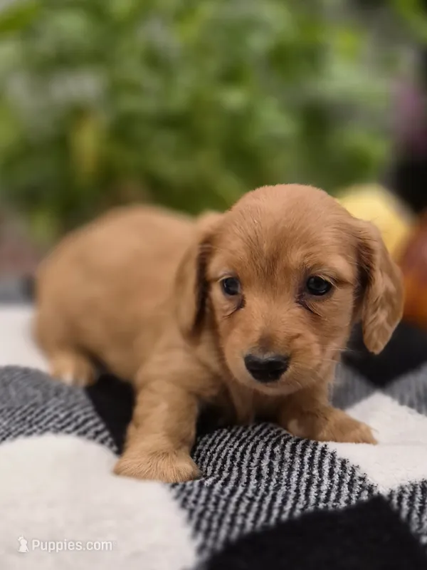 AKC Opal – Dachshund puppy for sale in Sparta, WI