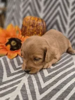 AKC Opal, a female Dachshund for sale in Sparta, WI – 2 of 4