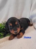 AKC Nemo, a male Dachshund for sale in Sparta, WI – Photo 4 of 4