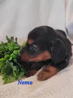 AKC Nemo, a male Dachshund for sale in Sparta, WI – Photo 1 of 4