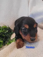 AKC Nemo, a male Dachshund for sale in Sparta, WI – Photo 2 of 4