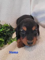 AKC Nemo, a male Dachshund for sale in Sparta, WI – Photo 3 of 4