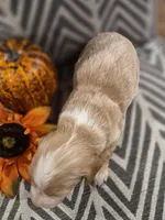 AKC Oakley , a female Dachshund for sale in Sparta, WI – 2 of 4