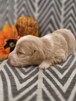 AKC Oakley , a female Dachshund for sale in Sparta, WI – 3 of 4