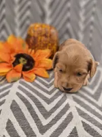 AKC Opal, a female Dachshund for sale in Sparta, WI – 4 of 4